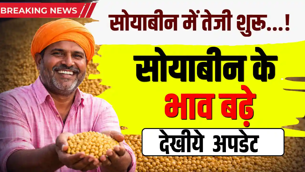 Soyabean Price Rise