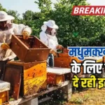 खेती के साथ शुरू करें शहद का बिजनेस, मधुमक्खी पालन के लिए सरकार दे रही मोटा फंड Beekeeping Business