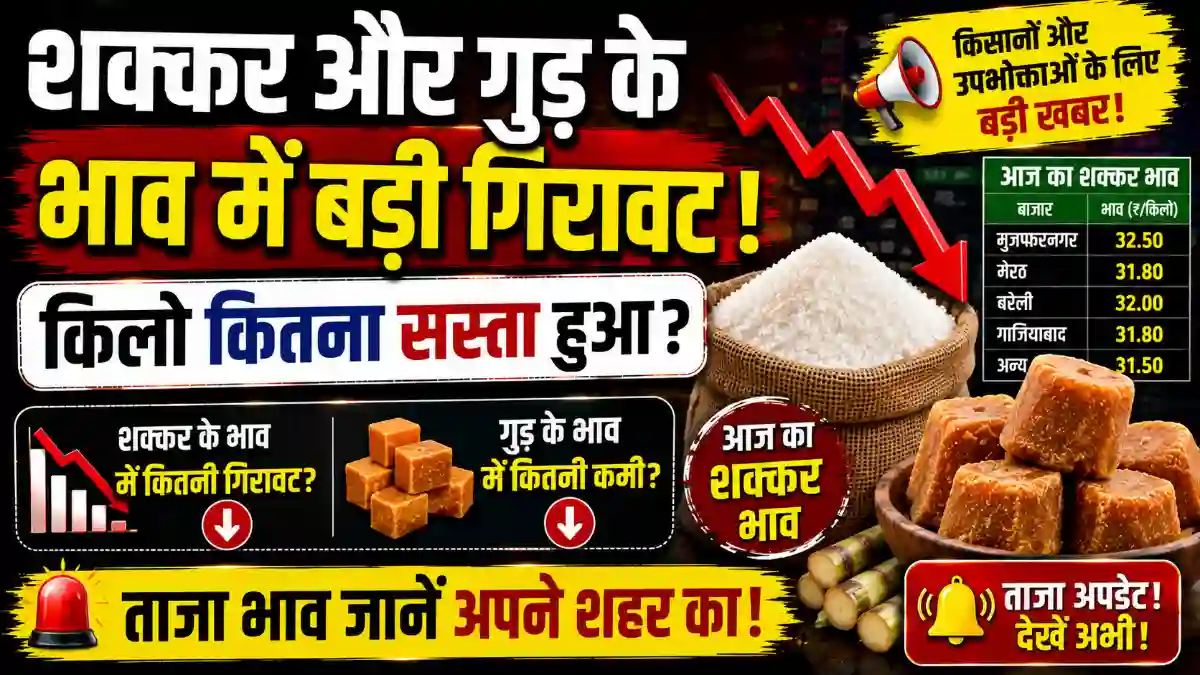 sugar price today