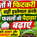 खेतों में फिटकरी का सही इस्तेमाल करके फसलों की पैदावार बढ़ाएं जाने आसान और असरदार तरीका  kheti mein fitkari ka upyog